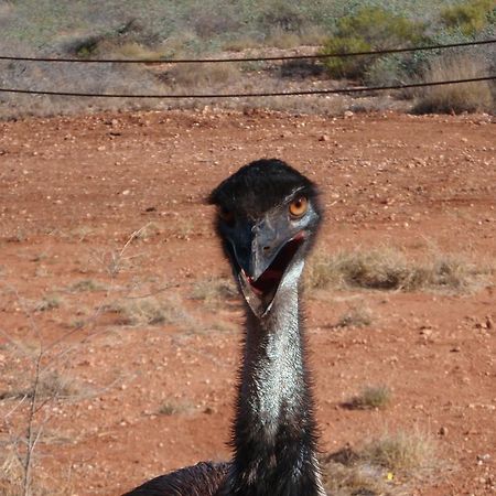 Ningaloo Bed And Breakfastエクスマウス エクステリア 写真