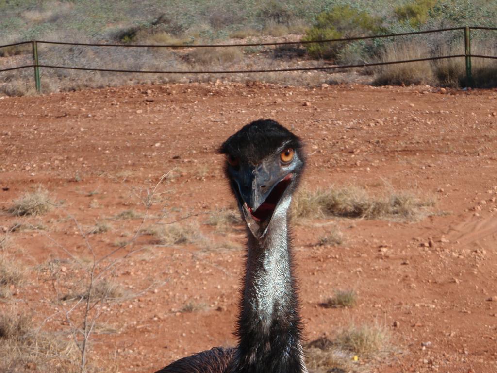 Ningaloo Bed And Breakfastエクスマウス エクステリア 写真